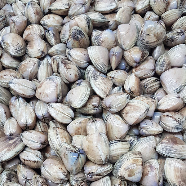 Live Diamond Shell Clams