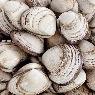 Live Storm Shell