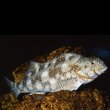 Live Marble Fish