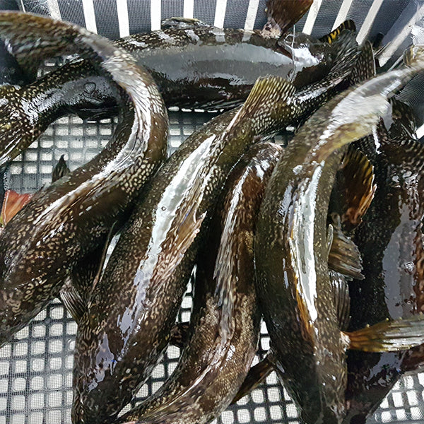 Live Marble Fish