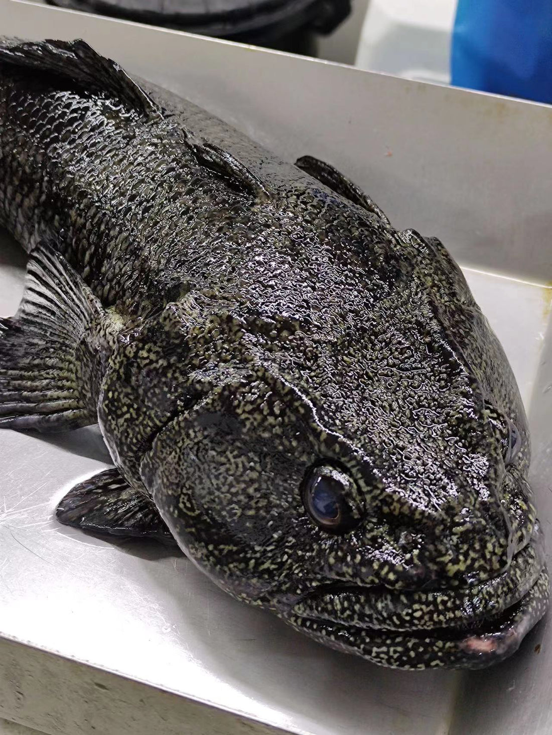 Live Black Cod