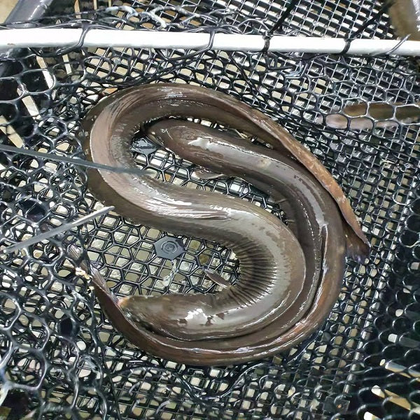Live Eel
