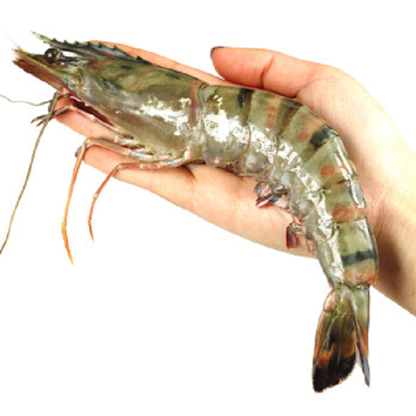 SM Prawn Whole Black Tiger 8/12
