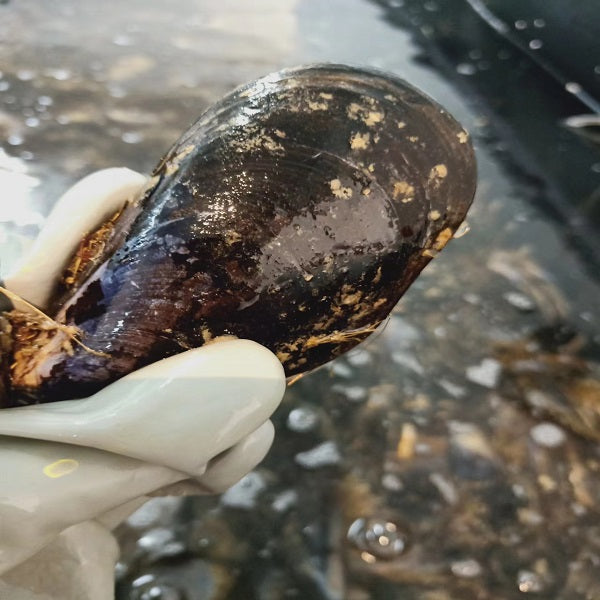 Live Blue Mussel (coming-soon)