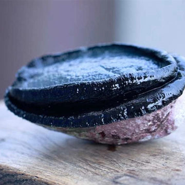 Live Blackfoot Abalone