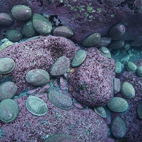 Live Blackfoot Abalone