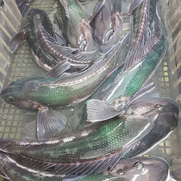 Live Blue Cod