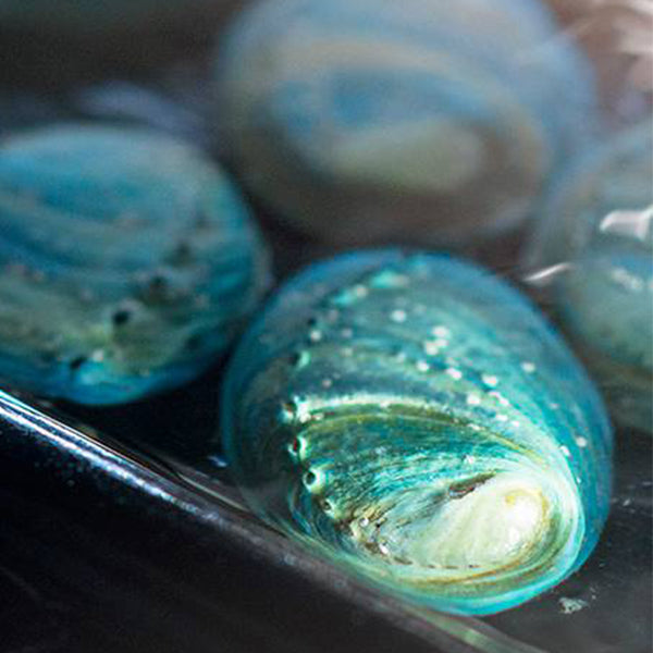 Live Blue Paua