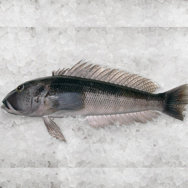Fresh Chilled Blue Cod