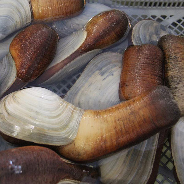 Live King Clam/piece