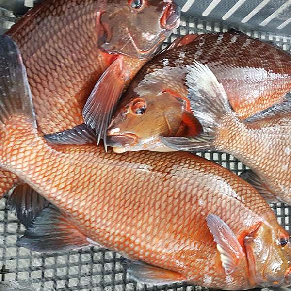 Live Red Moki (coming soon)